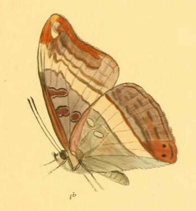 SumaliaDudu250 1b