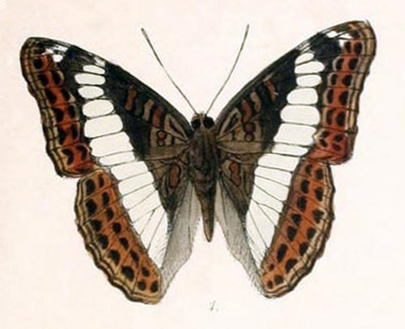 SumaliaZulema251 1