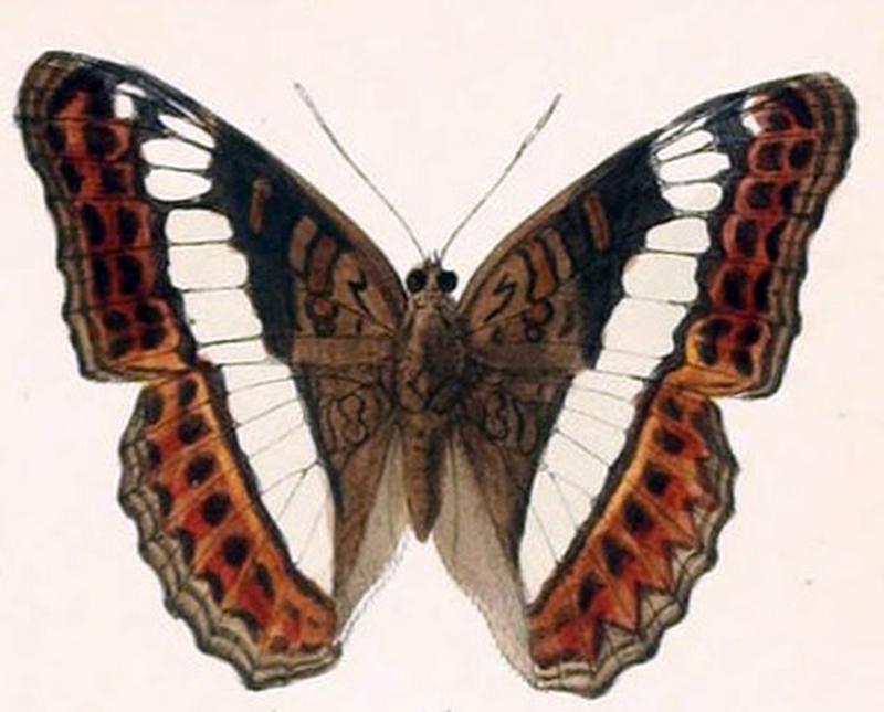SumaliaZulema251 1a