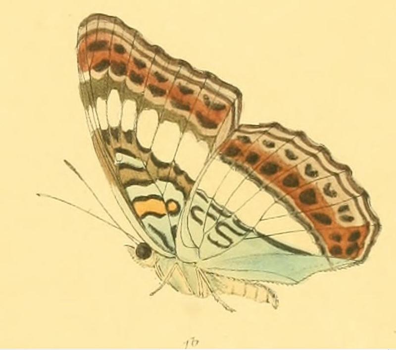 SumaliaZulema251 1b