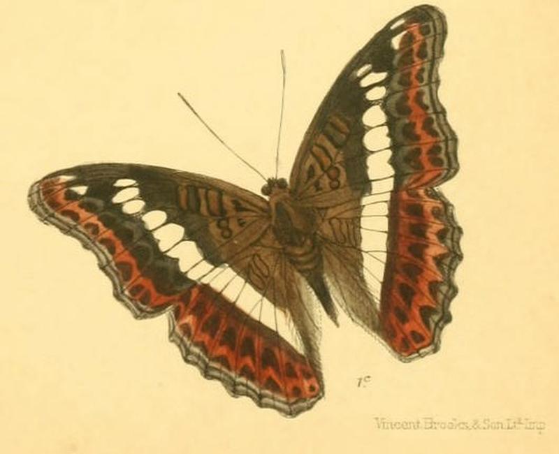 SumaliaZulema251 1c
