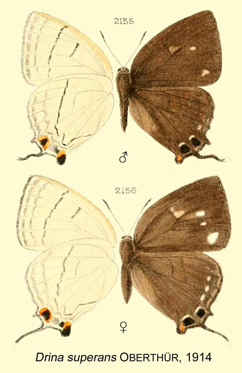 SuperansOberthur1914OD