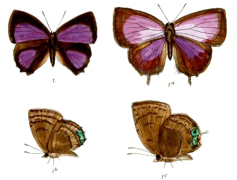 SurendraAmisena 669 1 Fitch