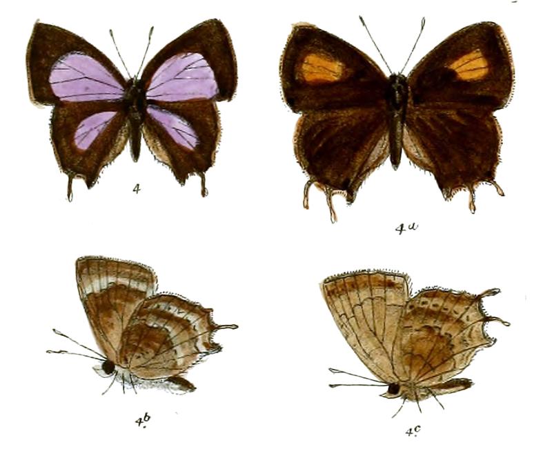 SurendraDiscalis 668 4 Fitch