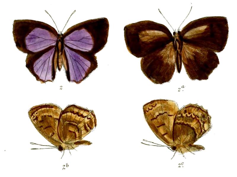 SurendraFlorimel 669 2 Fitch