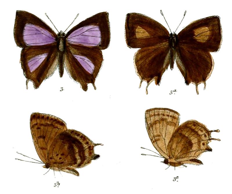 SurendraQuercetorum 668 3 Fitch