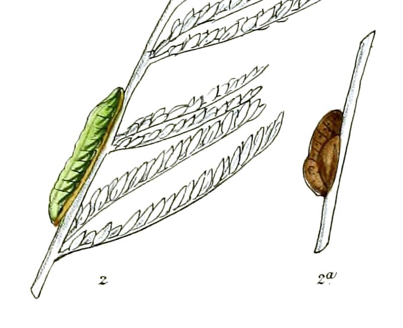 SurendraQuercetorum 705 3 Fitch
