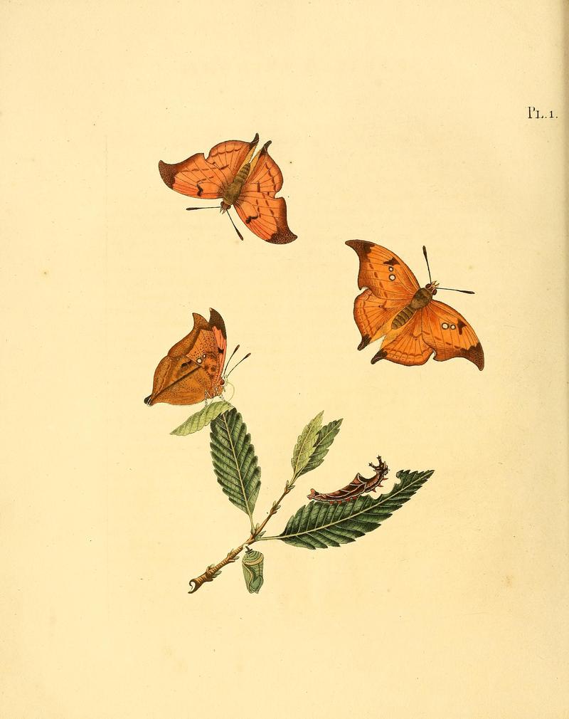 Surinaamsche vlinders (Pl. 1) BHL33053367