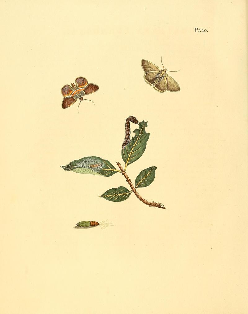 Surinaamsche vlinders (Pl. 10) BHL33053345