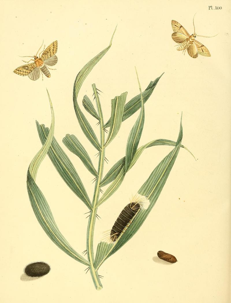 Surinaamsche vlinders (Pl. 100) BHL33053749