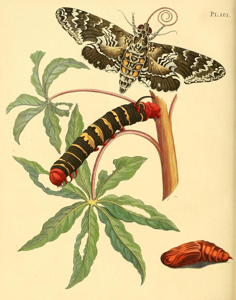 Surinaamsche vlinders (Pl. 101) BHL33053759