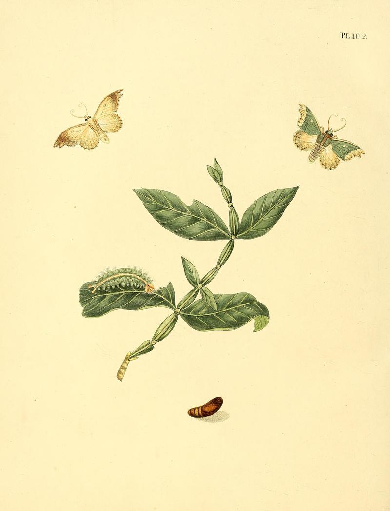 Surinaamsche vlinders (Pl. 102) BHL33053763