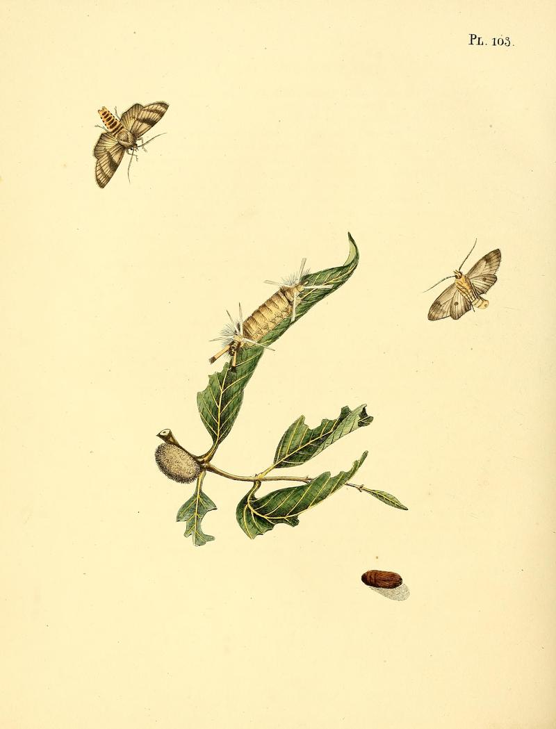 Surinaamsche vlinders (Pl. 103) BHL33053767