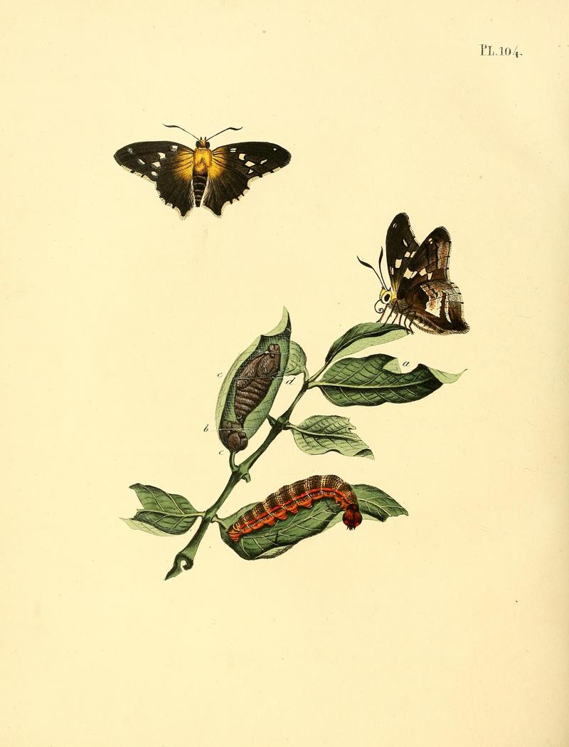 Surinaamsche vlinders (Pl. 104) BHL33053771