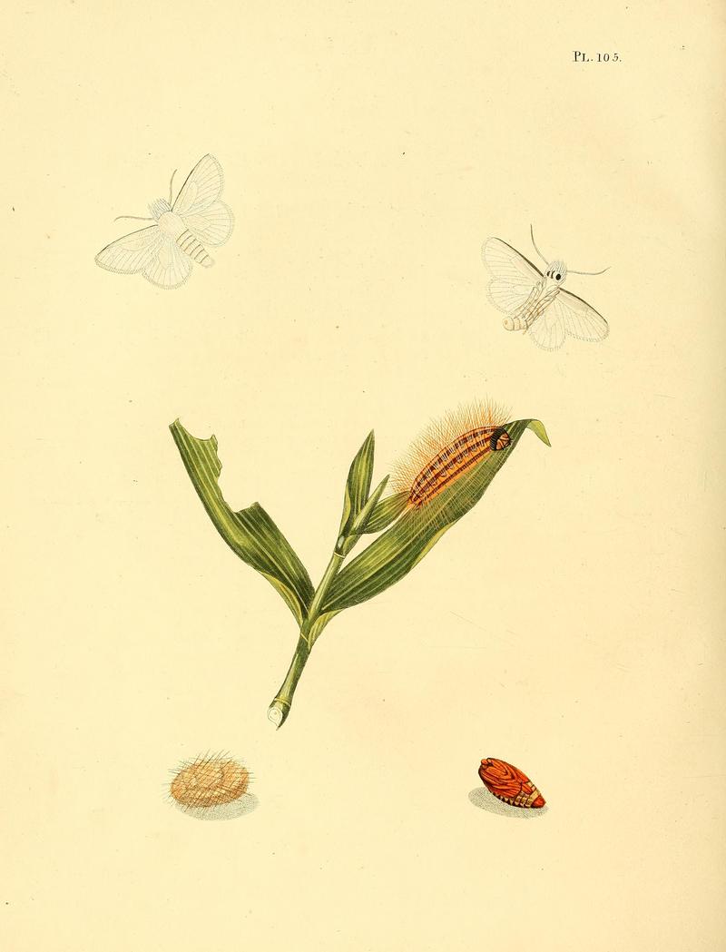 Surinaamsche vlinders (Pl. 105) BHL33053775
