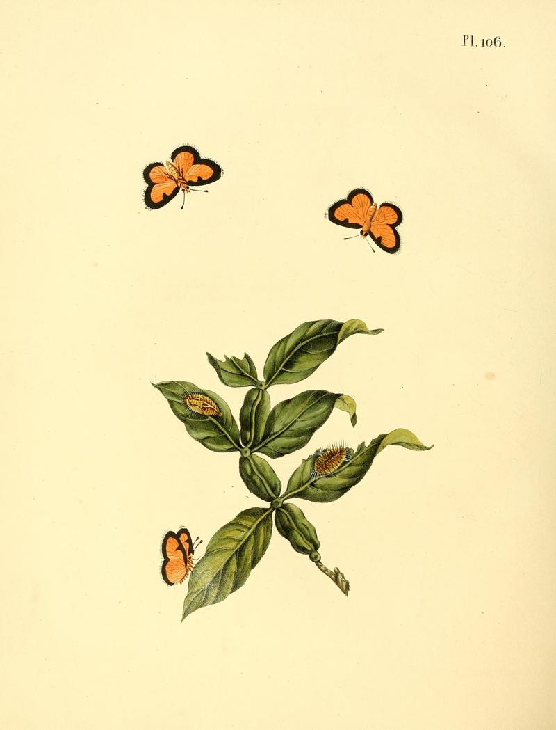 Surinaamsche vlinders (Pl. 106) BHL33053779