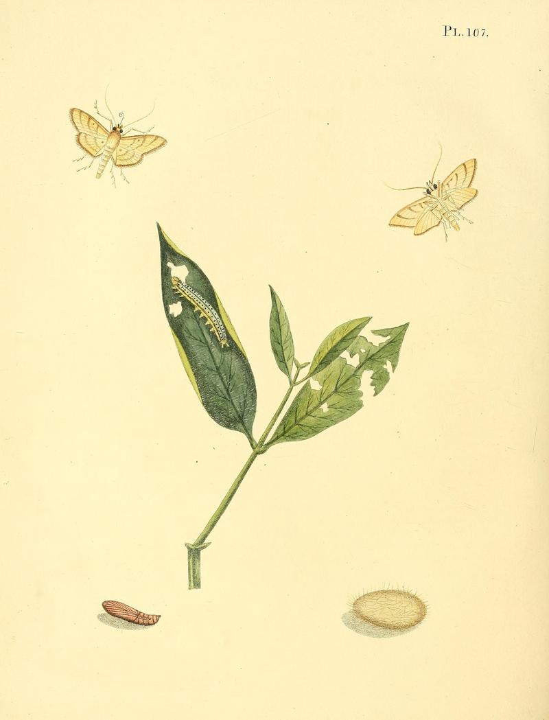 Surinaamsche vlinders (Pl. 107) BHL33053783