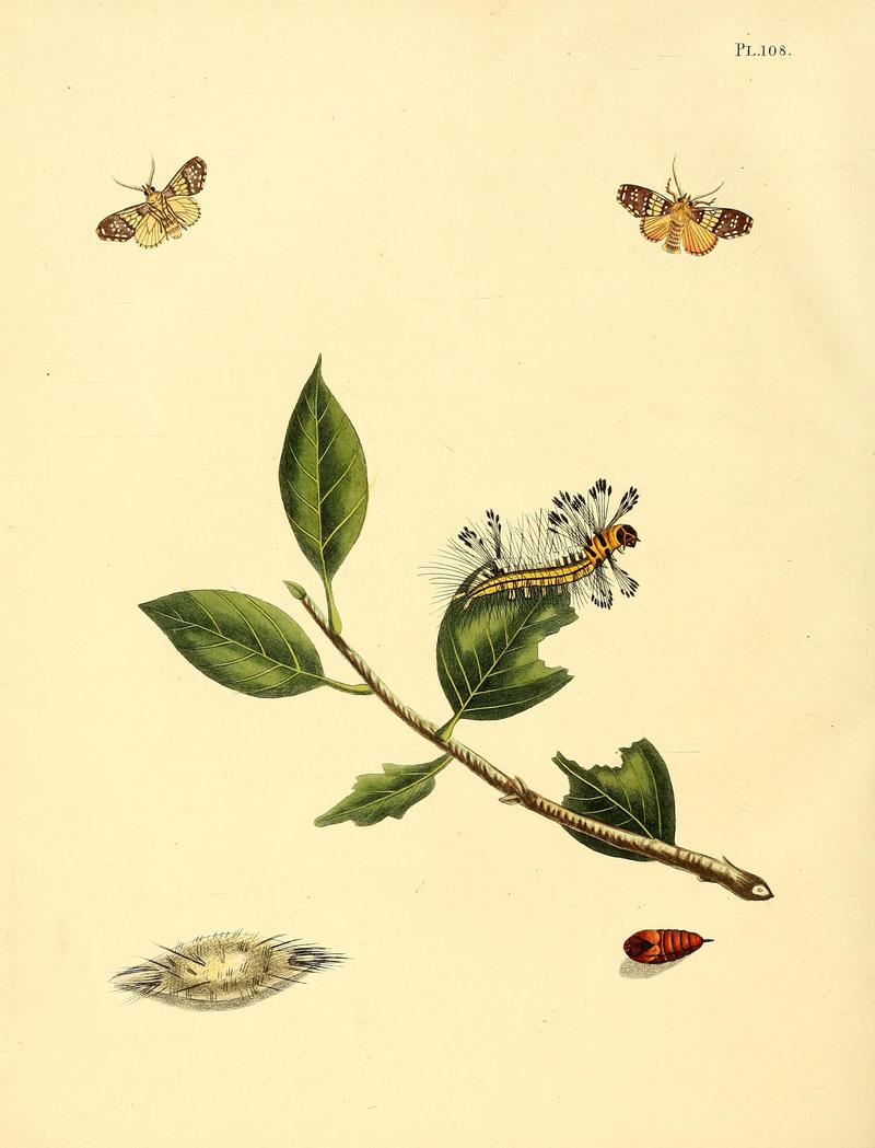 Surinaamsche vlinders (Pl. 108) BHL33053787