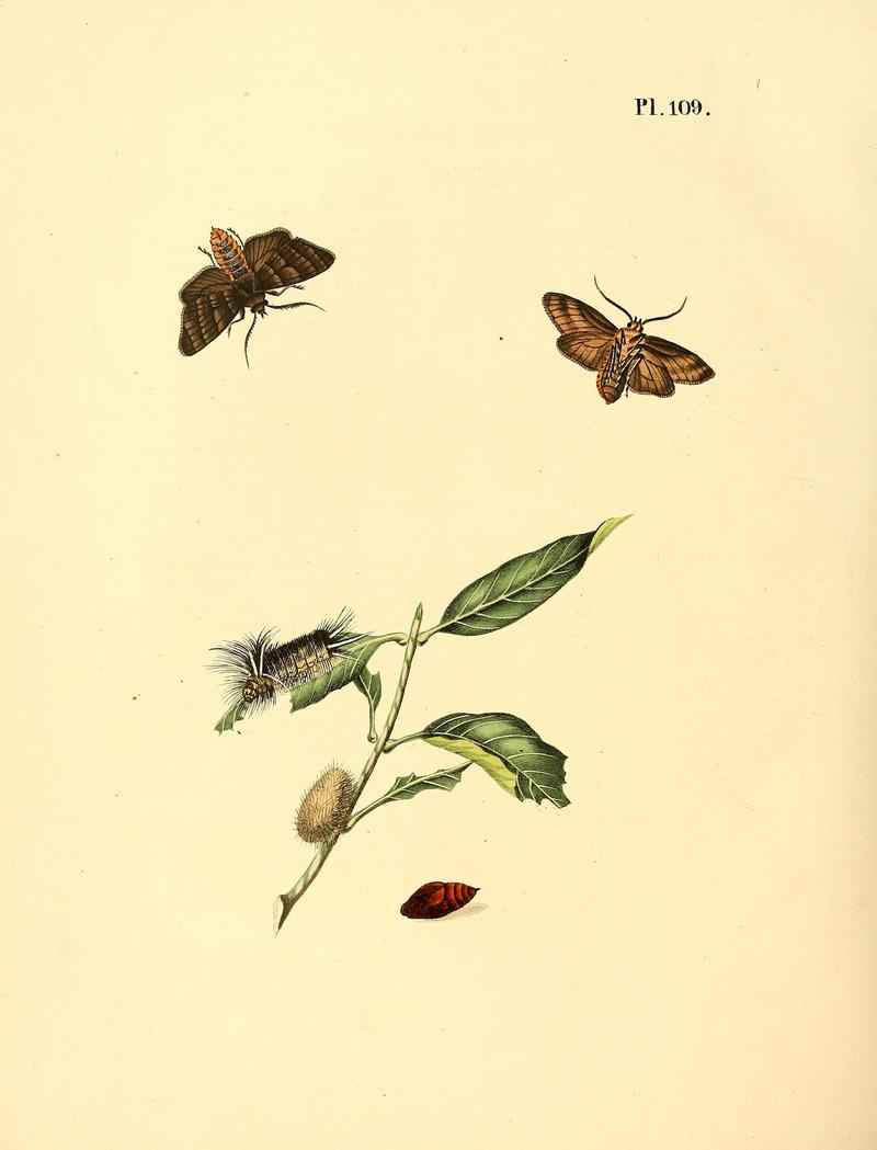 Surinaamsche vlinders (Pl. 109) BHL33053791