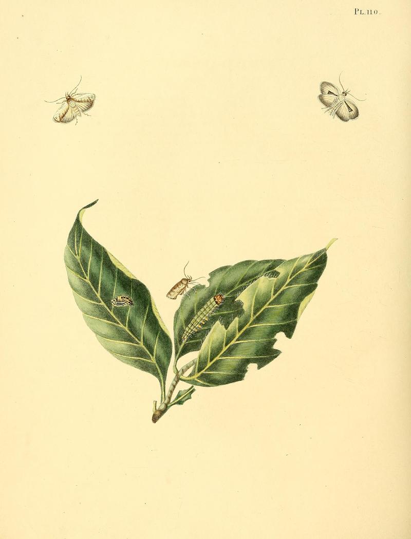 Surinaamsche vlinders (Pl. 110) BHL33053795