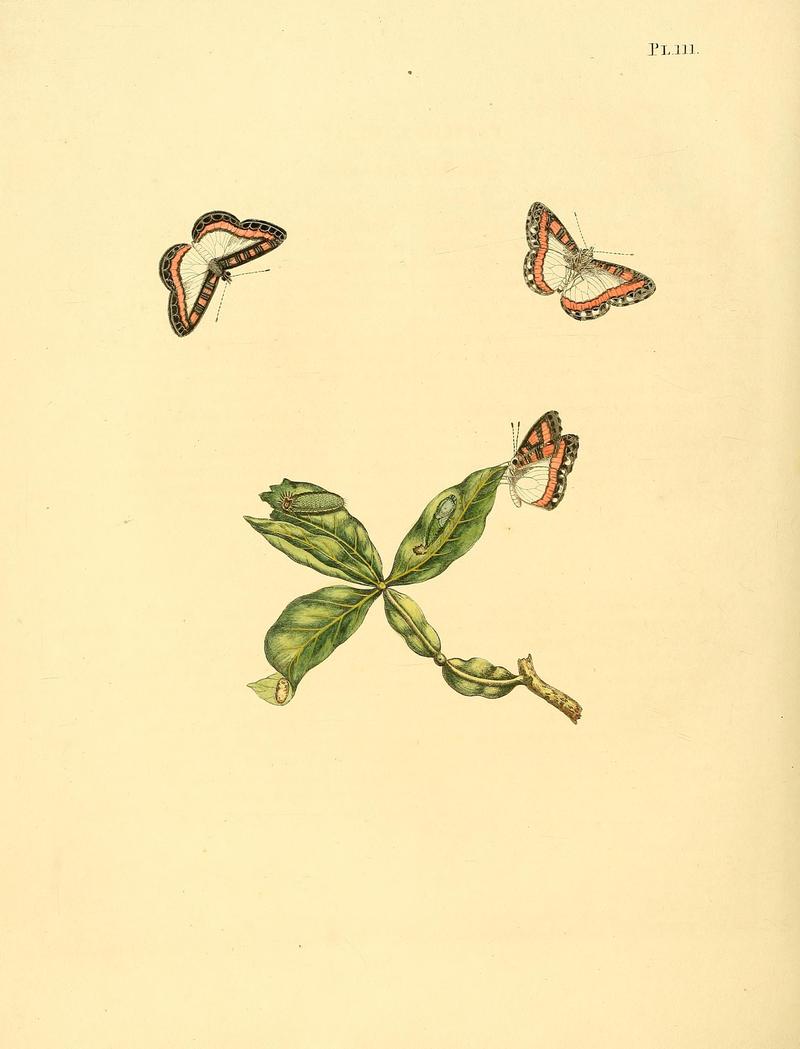 Surinaamsche vlinders (Pl. 111) BHL33053799
