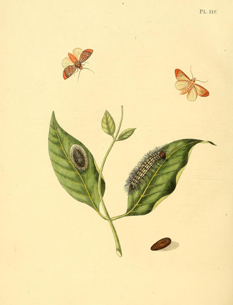 Surinaamsche vlinders (Pl. 112) BHL33053803