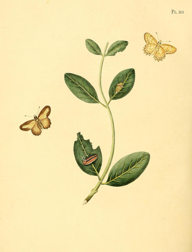 Surinaamsche vlinders (Pl. 113) BHL33053807