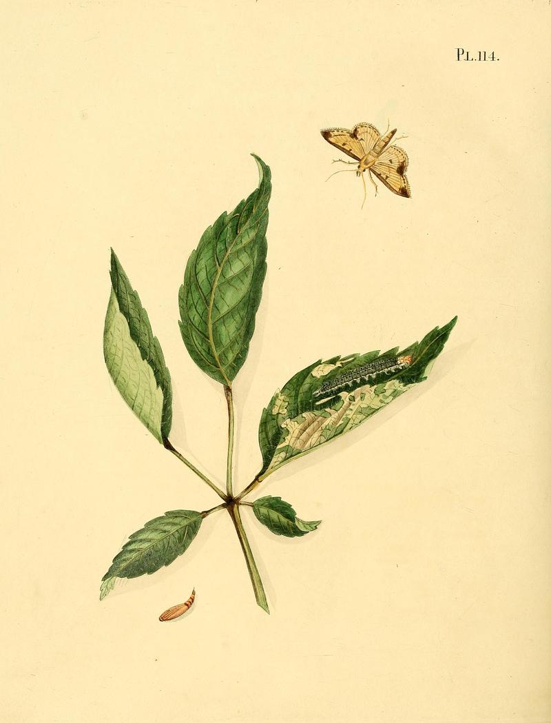 Surinaamsche vlinders (Pl. 114) BHL33053811
