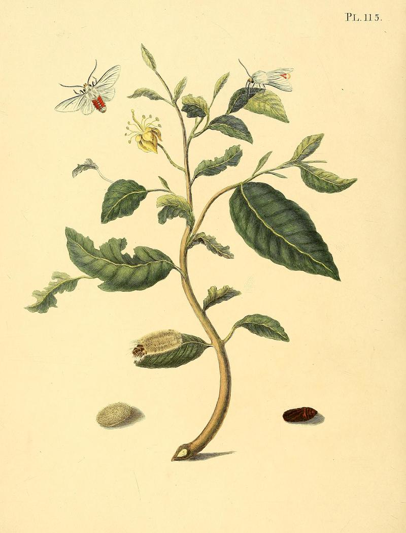 Surinaamsche vlinders (Pl. 115) BHL33053815