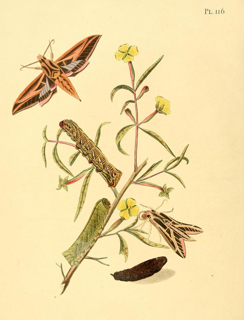 Surinaamsche vlinders (Pl. 116) BHL33053819