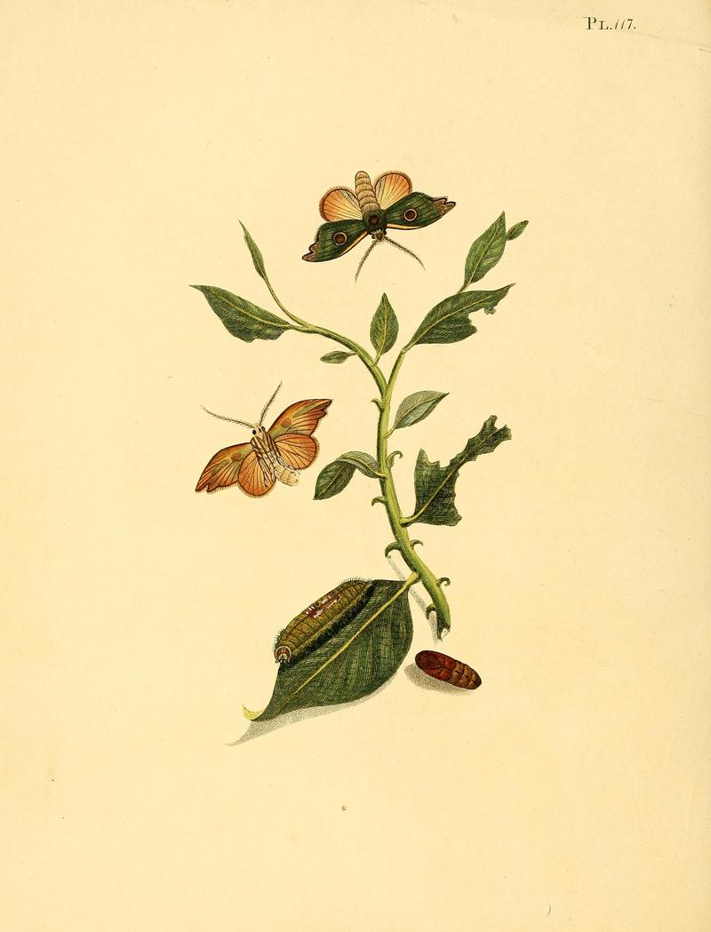 Surinaamsche vlinders (Pl. 117) BHL33053823