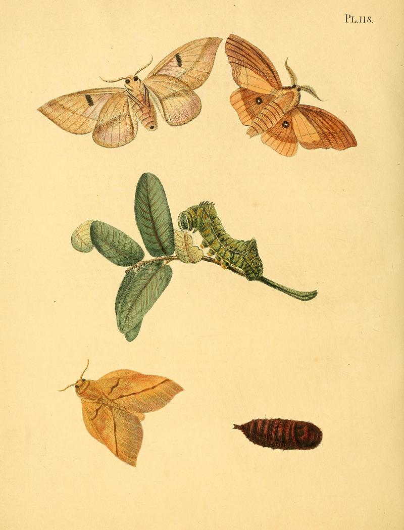Surinaamsche vlinders (Pl. 118) BHL33053827