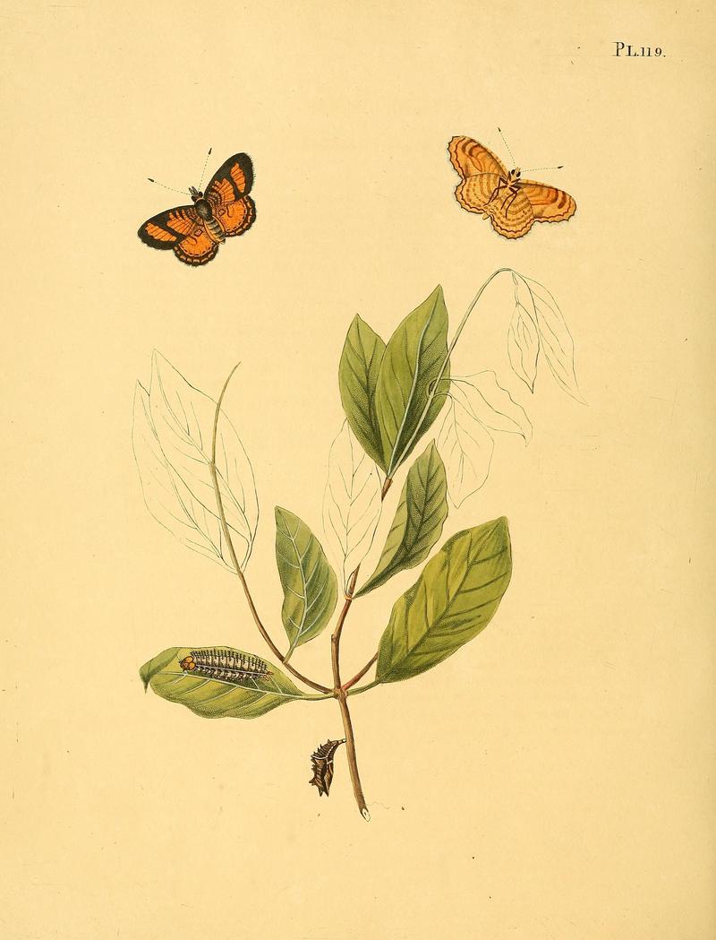Surinaamsche vlinders (Pl. 119) BHL33053831