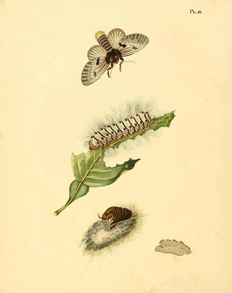 Surinaamsche vlinders (Pl. 12) BHL33053353