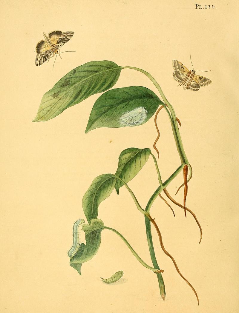 Surinaamsche vlinders (Pl. 120) BHL33053835