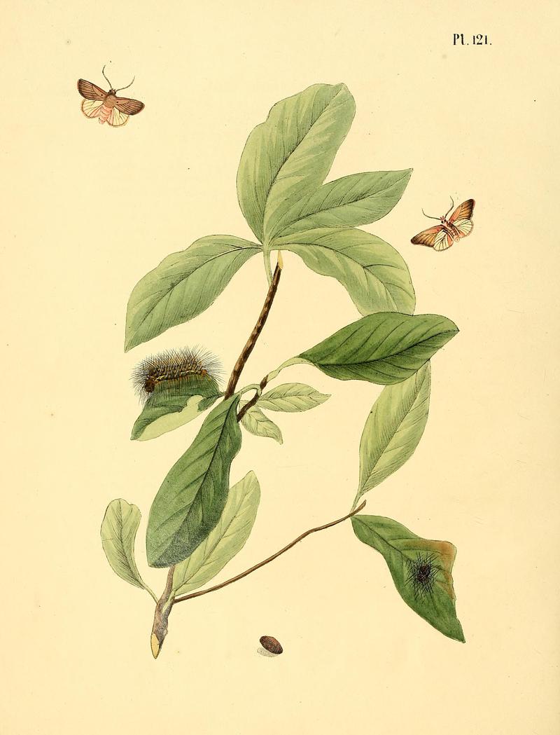 Surinaamsche vlinders (Pl. 121) BHL33053839