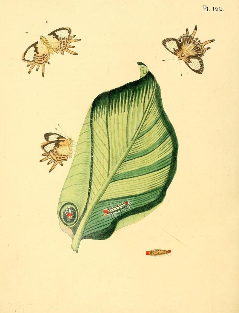 Surinaamsche vlinders (Pl. 122) BHL33053843
