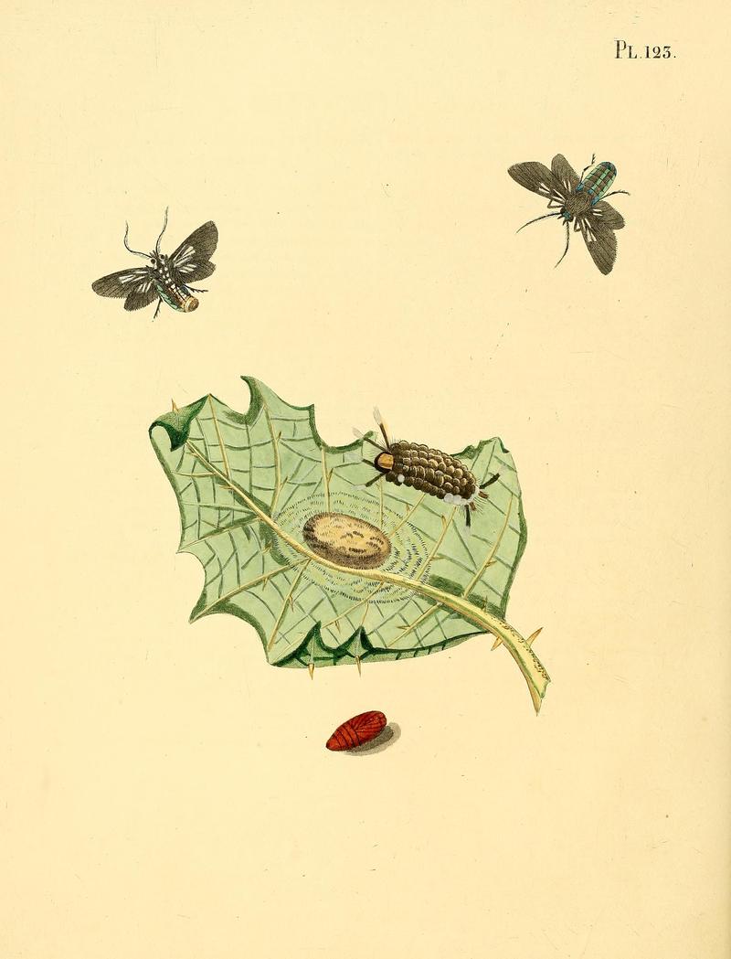 Surinaamsche vlinders (Pl. 123) BHL33053847