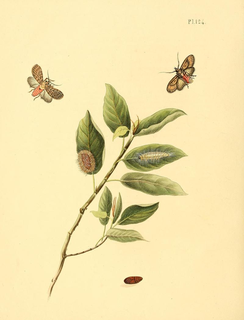 Surinaamsche vlinders (Pl. 124) BHL33053851
