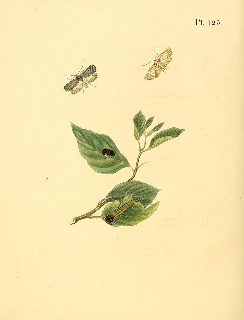 Surinaamsche vlinders (Pl. 125) BHL33053855