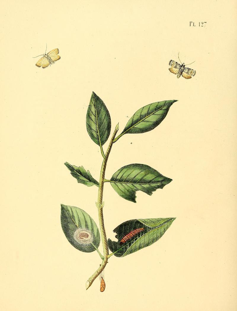 Surinaamsche vlinders (Pl. 127) BHL33053863
