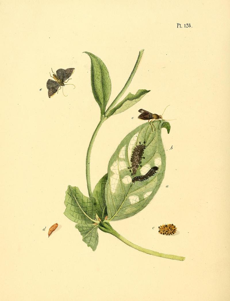 Surinaamsche vlinders (Pl. 128) BHL33053867