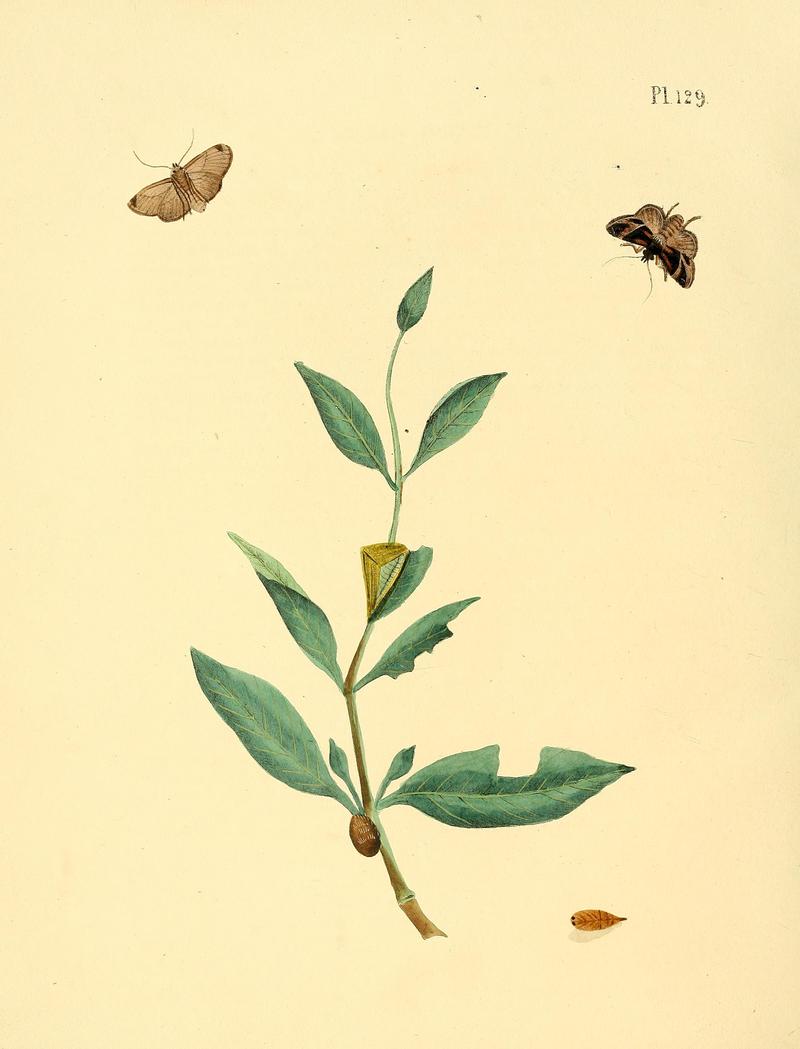 Surinaamsche vlinders (Pl. 129) BHL33053871