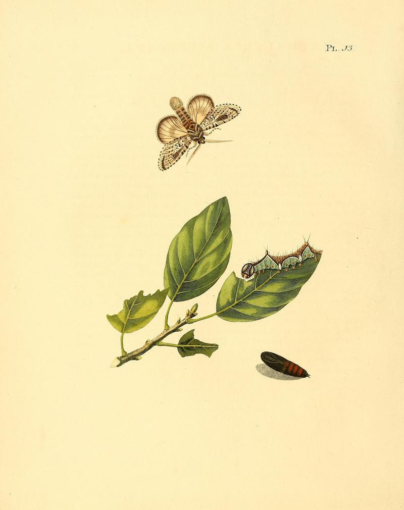 Surinaamsche vlinders (Pl. 13) BHL33053395