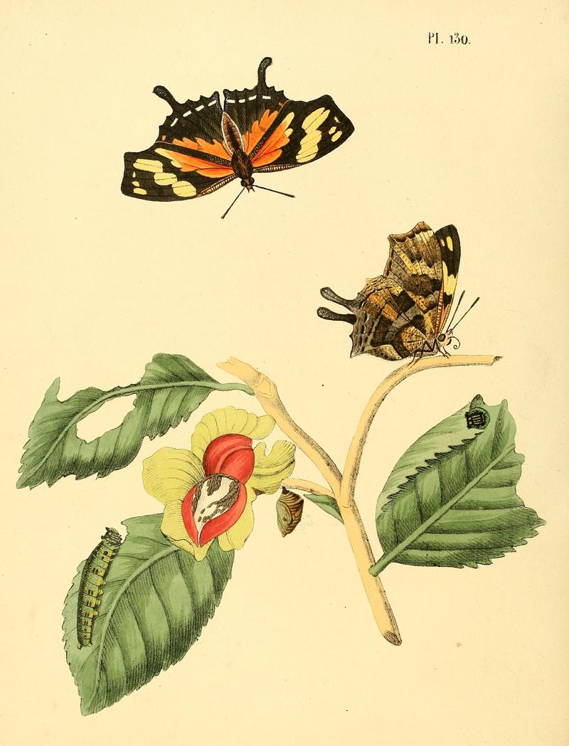Surinaamsche vlinders (Pl. 130) BHL33053875