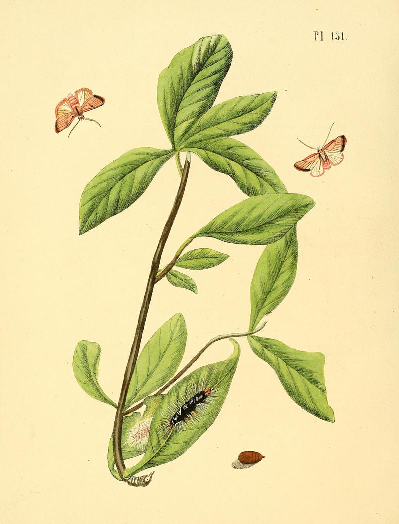 Surinaamsche vlinders (Pl. 131) BHL33053879