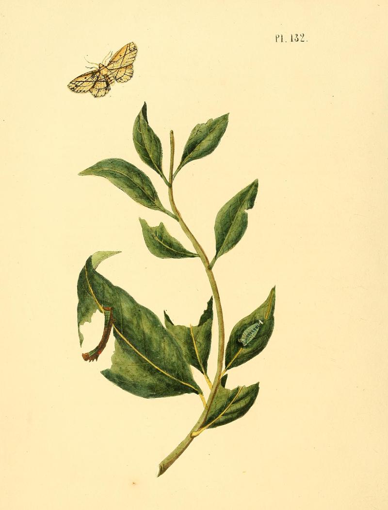 Surinaamsche vlinders (Pl. 132) BHL33053883