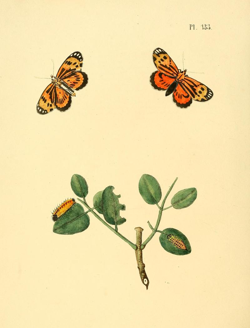 Surinaamsche vlinders (Pl. 133) BHL33053887