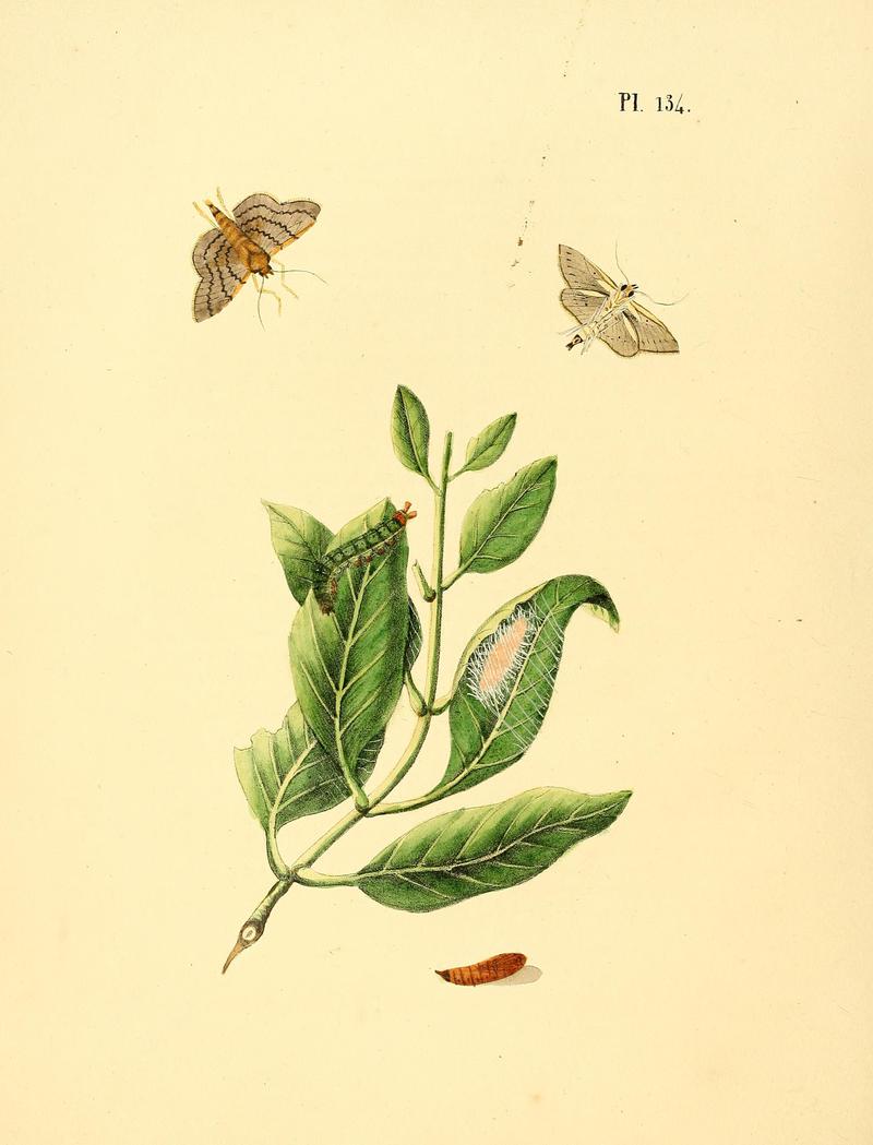 Surinaamsche vlinders (Pl. 134) BHL33053891