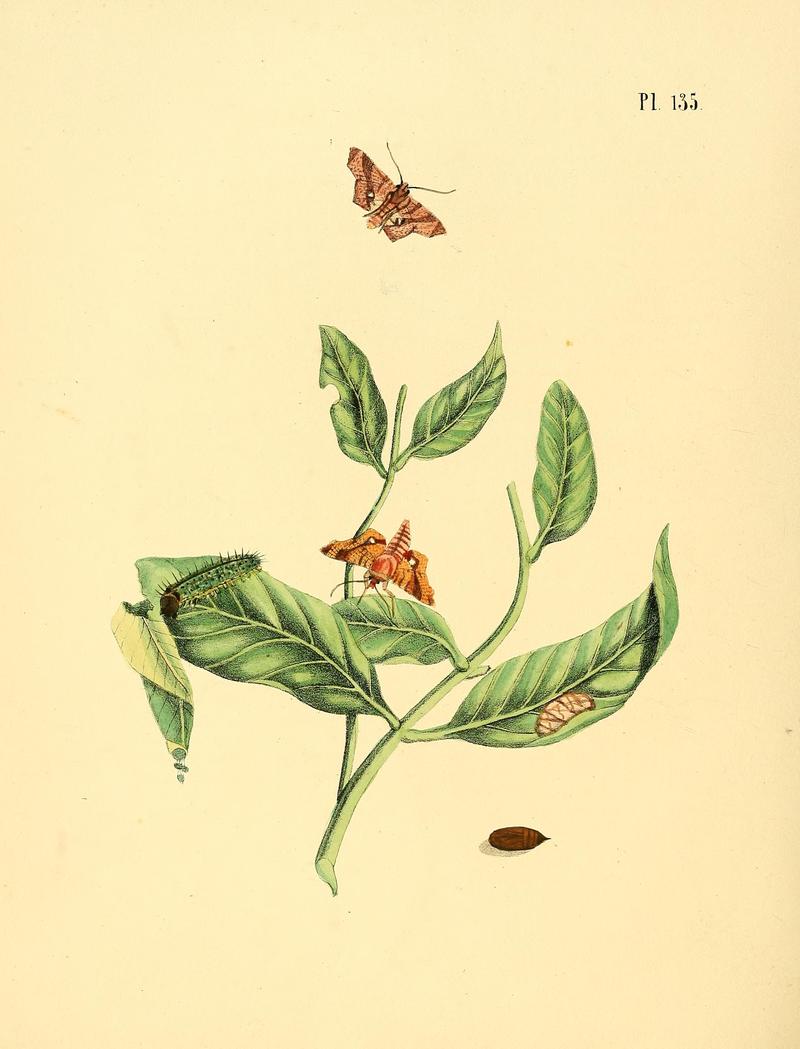 Surinaamsche vlinders (Pl. 135) BHL33053895